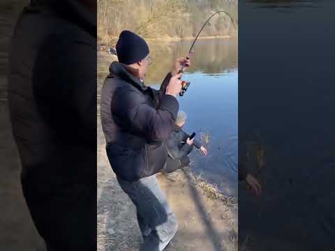 Video: Kaip laikyti šunis nuo sunaikinimo medžių ir krūmų