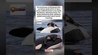 A mother orca carried her dead calf for 17 days and 1,600 kilometres.