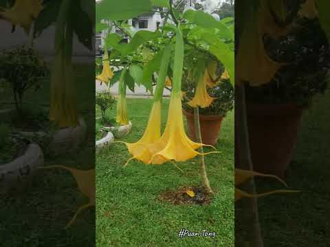 Video: Brugmansia Angel Trobenta - Nasveti za nego Brugmansia na prostem