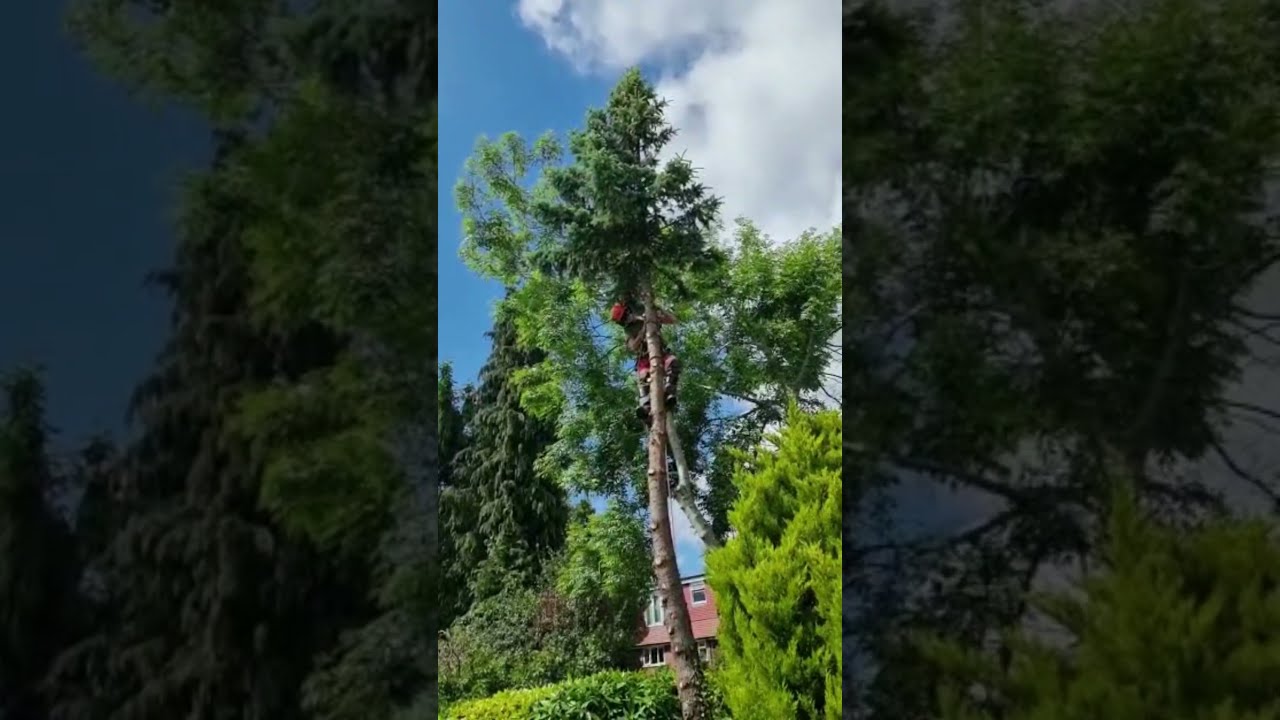 Arb Apprentice Tree Felling Treefelling Arborist