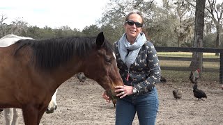 Horse Dies From Sheath Cleaning How To Prevent This