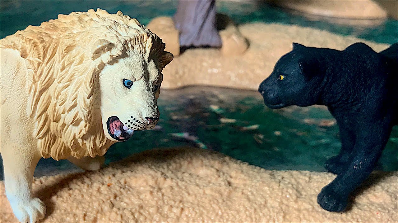 Lo Scontro con il Leone 🦁 [La Giungla di Kabaloo 🌴 Ep. 6]