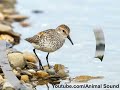 Sandpiper Sound 
