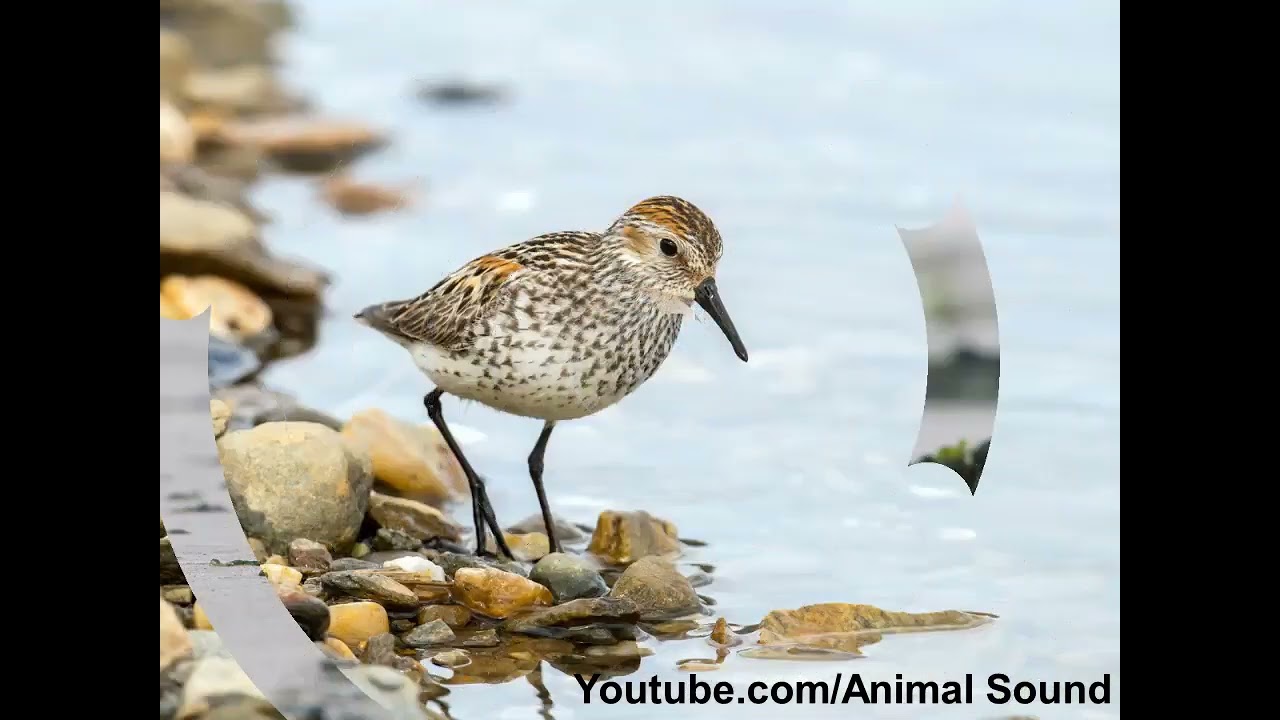Sandpiper Sound YouTube