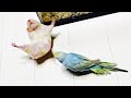 衝撃映像!!ハムスターとインコの喧嘩が炎上レベル　おもしろ可愛い動物