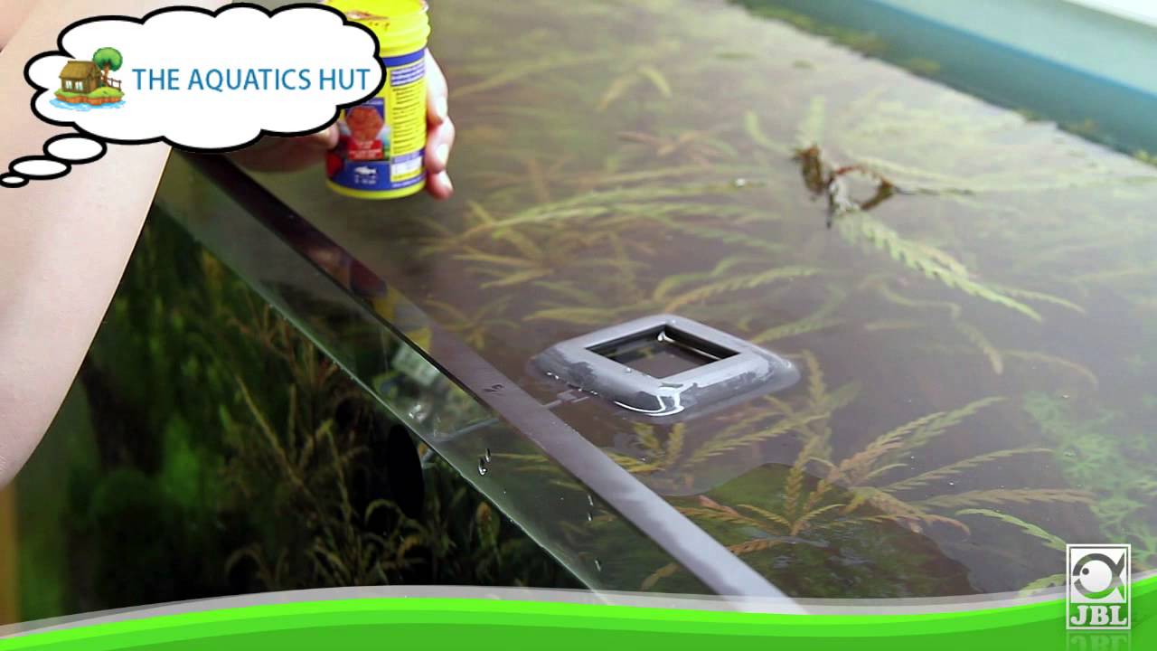 JBL NovoStation (Novo Station) Aquarium Feeding Ring