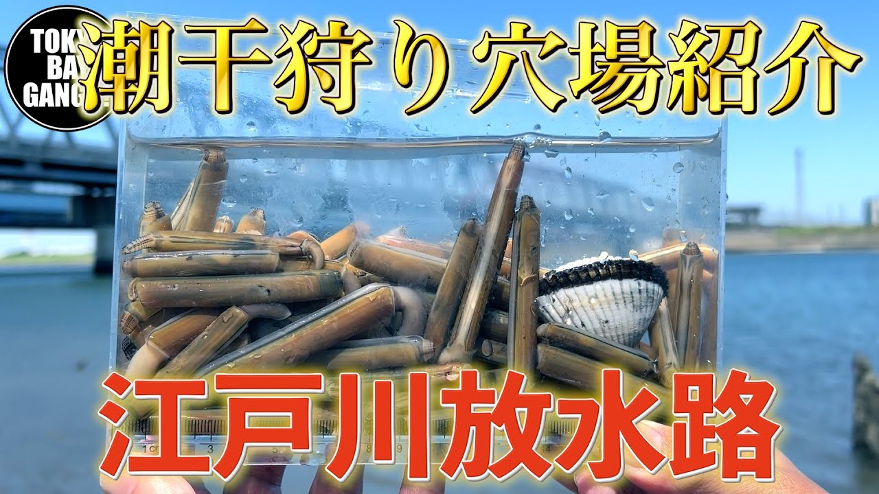 【穴場紹介】江戸川放水路 潮干狩り 今年はマテ貝異常繁殖！？TOKYO BAY GANGS!