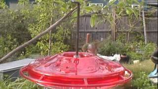 Hummingbirds May 2012