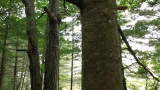 Black Bear Claw Marks