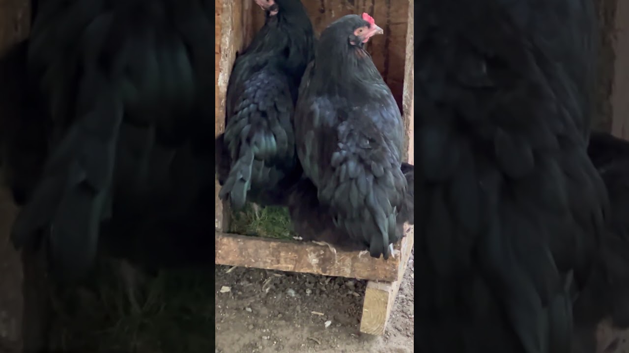 It doesn’t matter how many nesting boxes you have! 