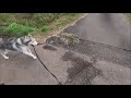 【観賞用】気ままにロングリードで散歩するシベリアンハスキーのハシュ坊 おまけ おやつを捉えそこねるハシュ坊