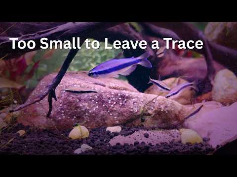 Too Small to Leave a Trace | Aquarium