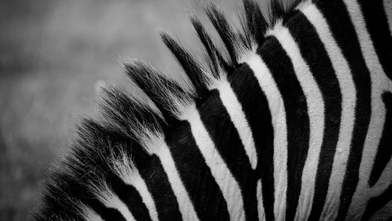 Obejrzyj Wisna - Zebra (Original Mix) w YouTube Obejrzyj Wisna - Zebra (Original Mix) w YouTube