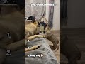 🐶❤️ Dog mother moments 🥹🐾