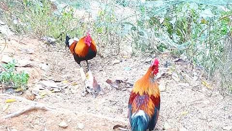 2 tus lau Qaib dib pom 1 zoo nkauj || Gà F1 tơ và f1 2 mùa đẹp me lì