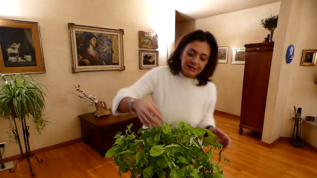 Il SYNGONIUM.. UNA PIANTA ORNAMENTALE