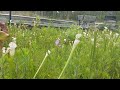 Venus Flytraps &amp; More at The Stanley Rehder Carnivorous Plant Garden