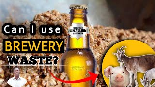 The BEST and SIMPLEST way to feed PIGS or CATTLES with BREWERY waste in Nigeria by AniBusiness 578 views 2 months ago 20 minutes