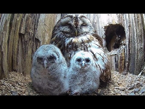 Wild Owl Mum So Tender with Foster Chicks | Luna & Bomber | Robert E Fuller