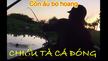 CẬN CHIẾN ĐÌA HOANG Cồn Ấu Cần Thơ| câu cá đìa hoang cồn ấu| river fishing