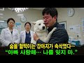 마지막 순간, 주인을 꼭 안은 죽어가는 강아지… 이별 직전의 기적 같은 포옹