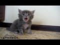 57 Sweet kitten yawns  Котенок сладко зевает
