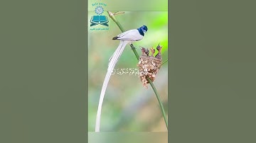﴿ وَفِي السَّمَاءِ رِزْقُكُمْ وَمَا تُوعَدُونَ﴾ ما تيسر من سورة الذاريات تلاوة الشيخ ريان المحيسنى
