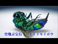 空飛ぶ宝石　ミドリセイボウ