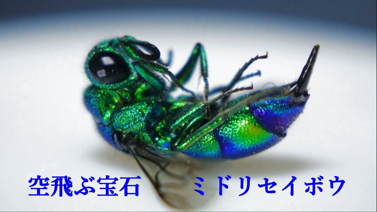 空飛ぶ宝石　ミドリセイボウ