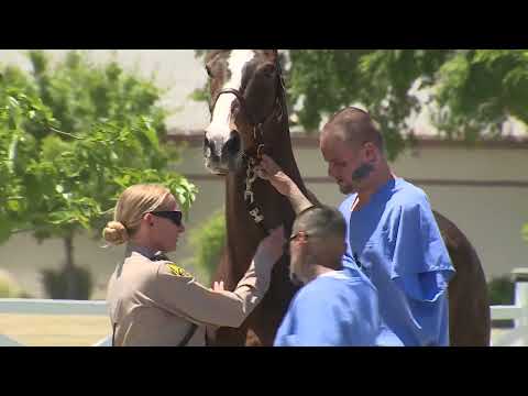 Prison horse program