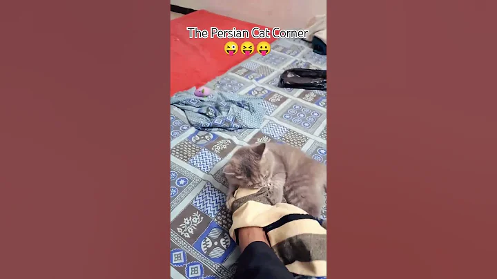 Watch the video about #catvideos #persian #cuteanimal #catlover #status @thepersiancatcorner