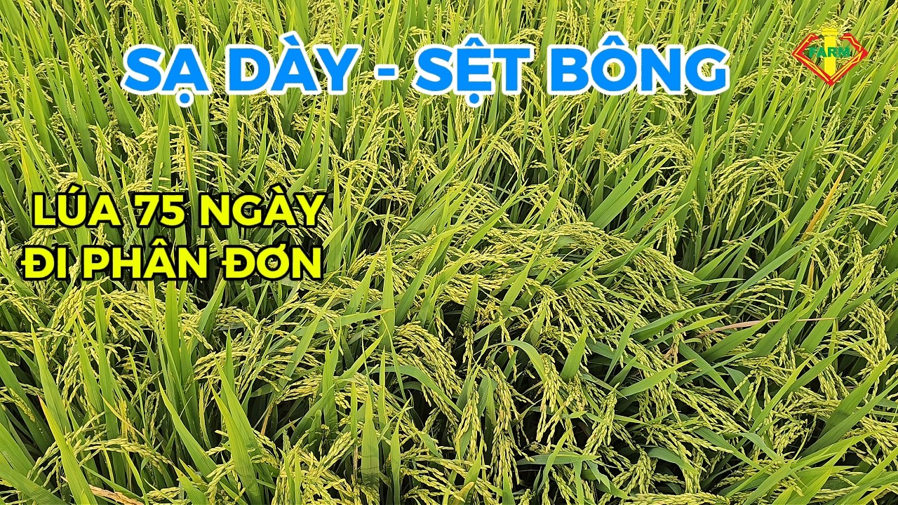 LÚA ĐÔNG XUÂN 2026: SẠ DÀY ĐI PHÂN ĐƠN - LÚA SỆT BÔNG 75 NGÀY