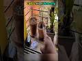 ESP32 Indoor Plant Watering for Vacation with Deep Sleep 2026 #electrical #gardening
