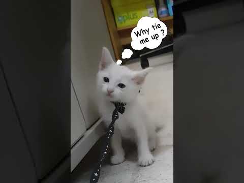 Cute Kitten Unhappy when we tie her up at the office😞