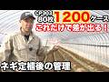 圧倒的収量を叩き出す！反収1200ケースを狙うネギ定植後のルーティン完全解説