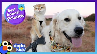 Dog Lets His Kitten Sister Ride On His Back! | Best Animal Friends | Dodo Kids