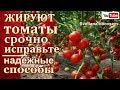 ЖИРУЮТ ТОМАТЫ - СРОЧНО ИСПРАВЬТЕ..НАДЕЖНЫЕ ПРОВЕРЕННЫЕ СПОСОБЫ..