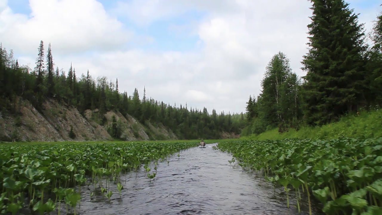 Шарью река усинск