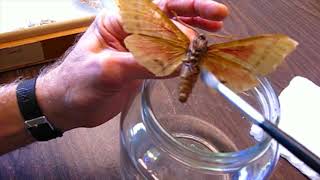 Mold Removal From Insect Specimens