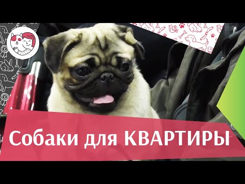 5 пород собак, идеально подходящих для содержания в городской квартире на ilikepet