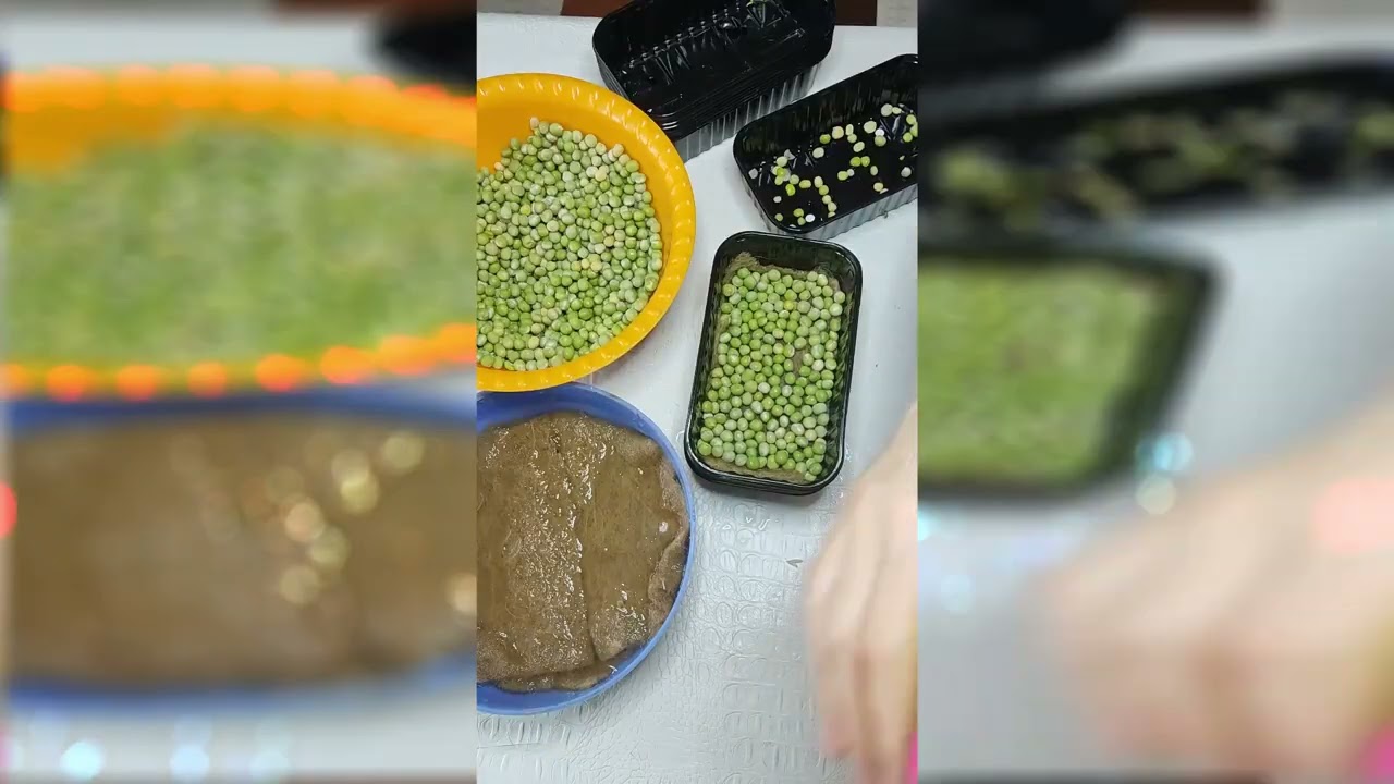 Микрозелень гороха Мадрас. От посадки до стола. Огород дома.