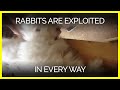 Rabbits Exploited In Every Way Rabbits Exploited In Every Way