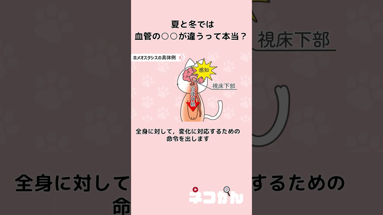 夏と冬では血管の○○が違うって本当?