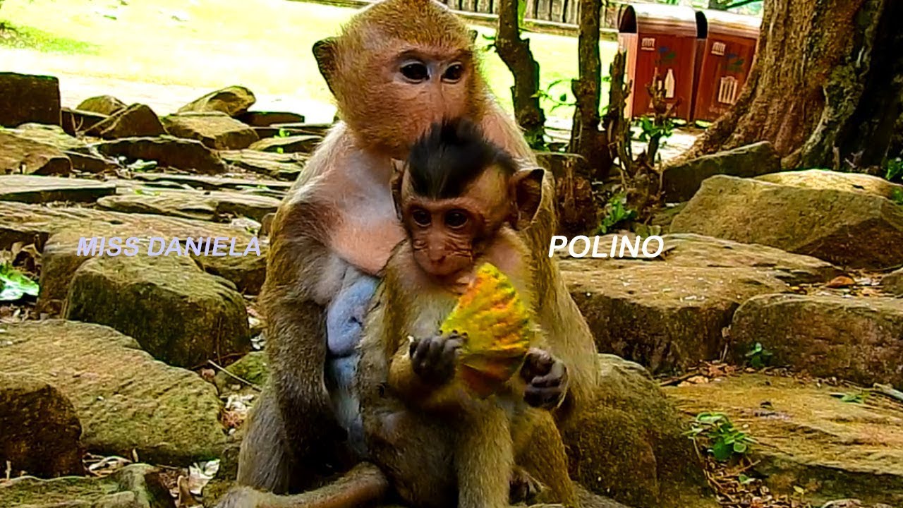 Actually, Dana Monkey See Polino Sitting With Her,So Much Miss Her Daniela,Nearly Cry