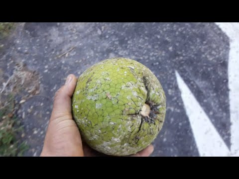 Vídeo: Fruta-pão - O Que é?