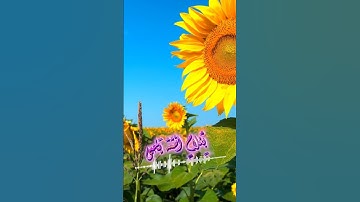 سورة مريم و،.كا.؛نك تسمعها لأو.ل مر.ة💜🏵️💝؛،🌻🌺💓💝بصوت الشيخ حمزة مد؛بوح 🌻❣️؛🌺،؛💚💐..💝💟💗