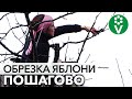 ОБРЕЗКА ВЗРОСЛОЙ ЯБЛОНИ: снижаем крону и увеличиваем урожайность