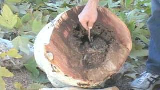 Tree King Trees - Improper Pruning Kills Trees.