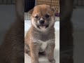 【豆柴犬】何度見ても可愛い!なんで!!??な赤ちゃん