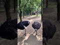 Birds #animals #birds